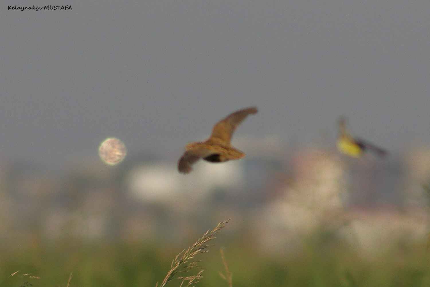 Common Quail